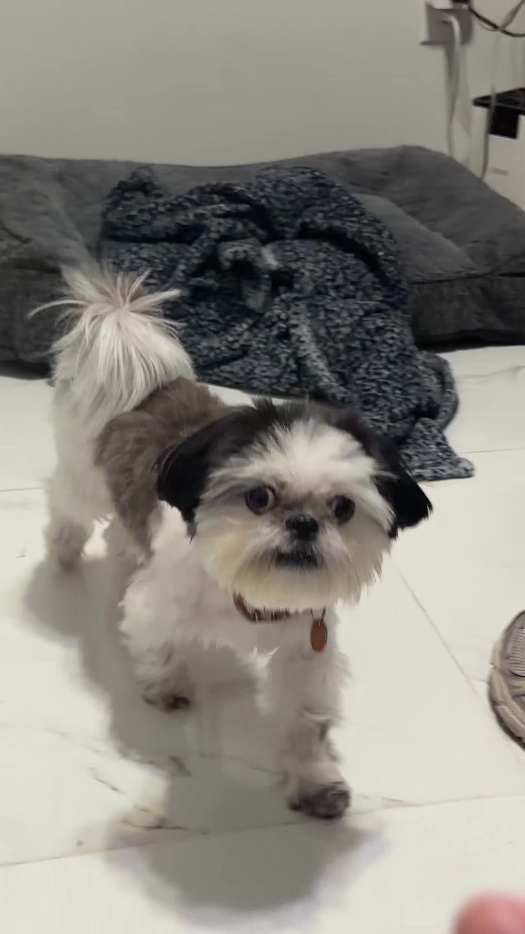 @coco.el.shihtzu