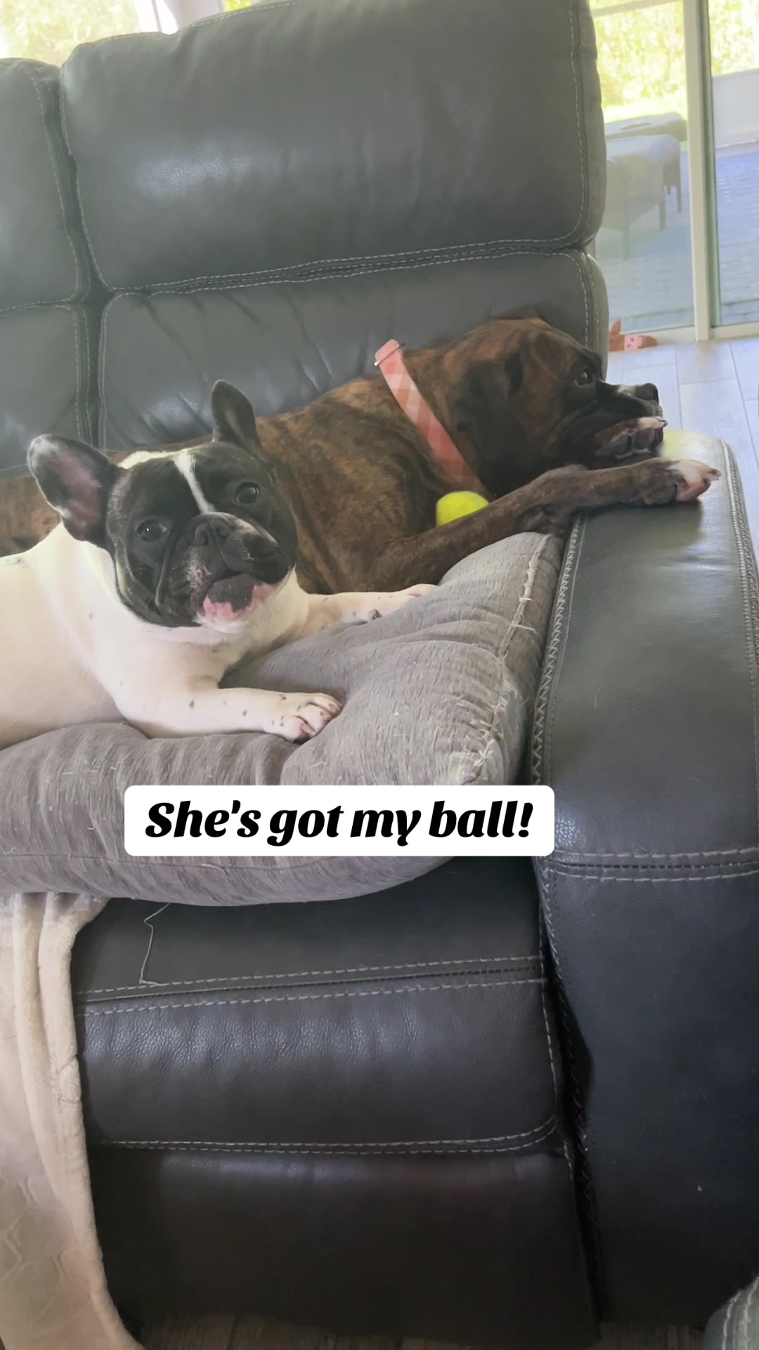 @Luna the Frenchie & Friends