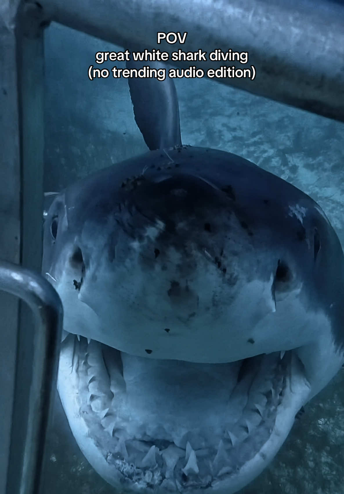 @Kendall | Shark Photographer
