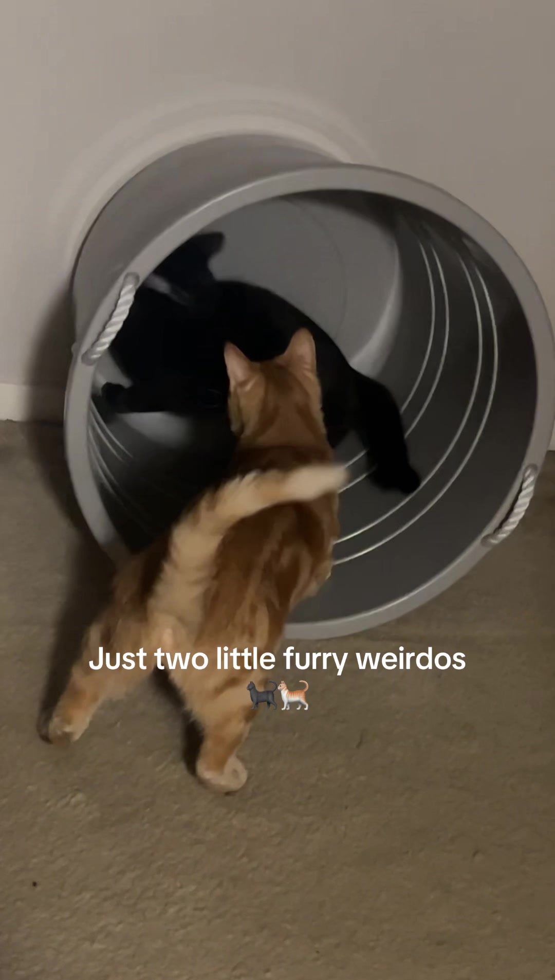 @Purrrrfect Moments
