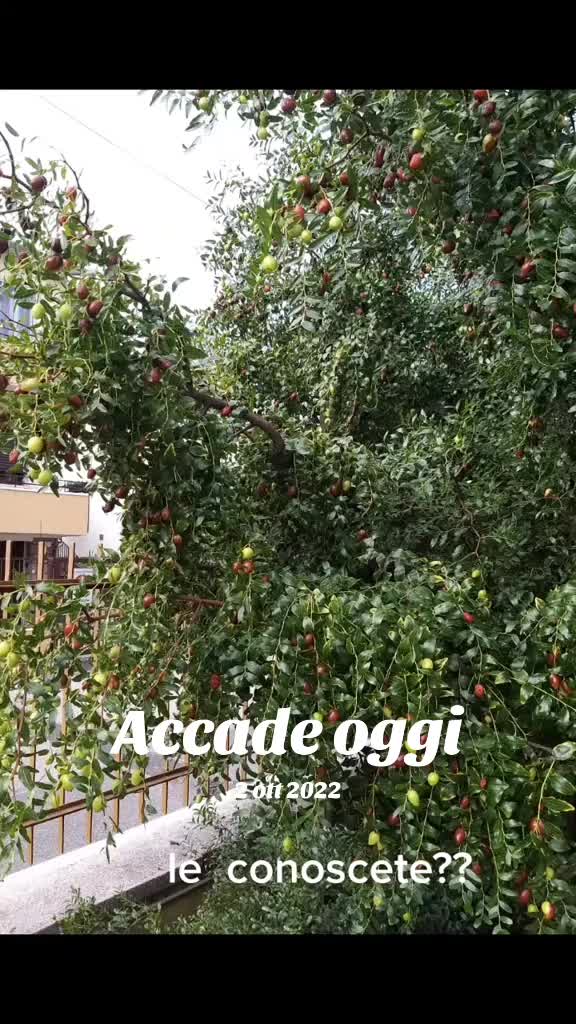 @giovi