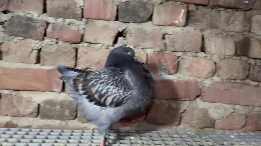 @royal birds