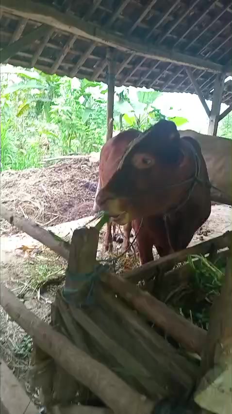 @aji pangestu