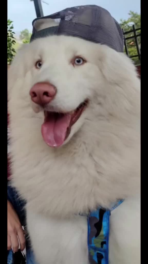@💓🐶OTTO POLAR 🐶💓
