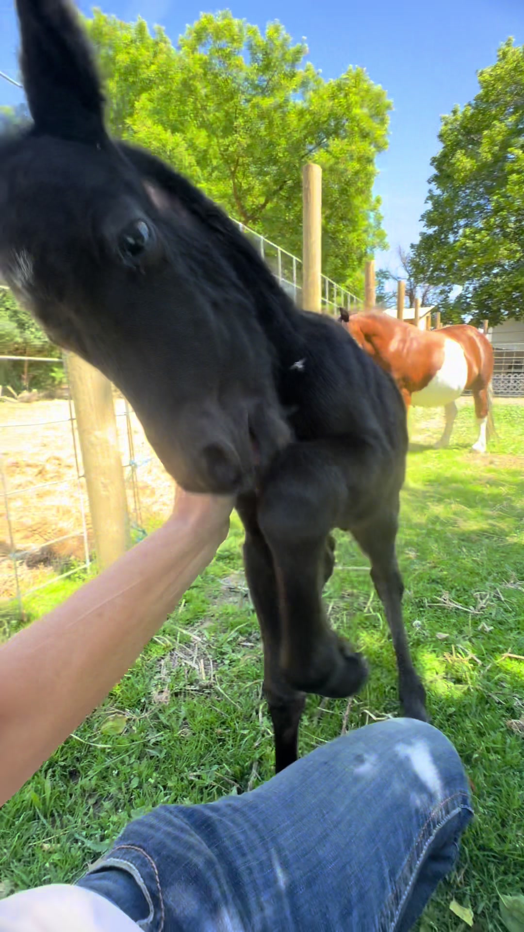 @Hot Sauce the Mini horse 🐎
