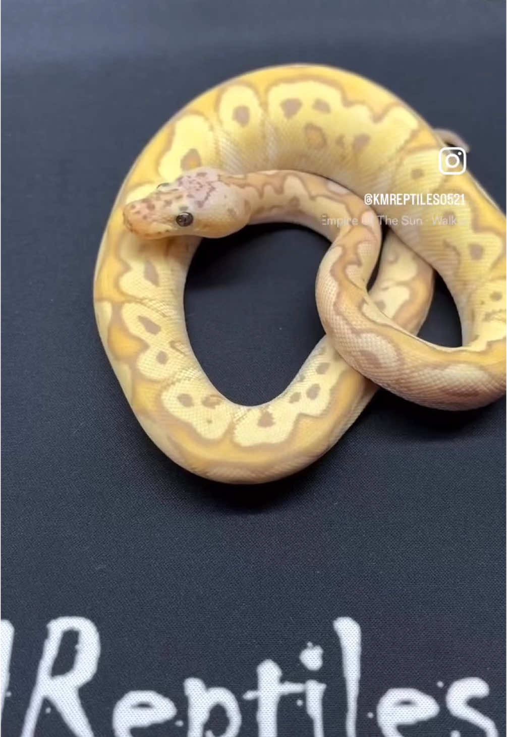 @KMReptiles