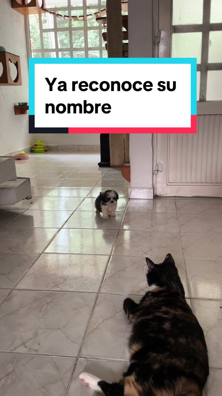 @appa_shihtzurp