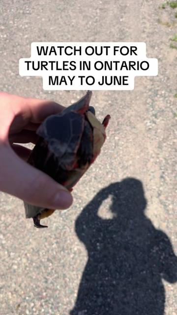 @Wild Ontario News