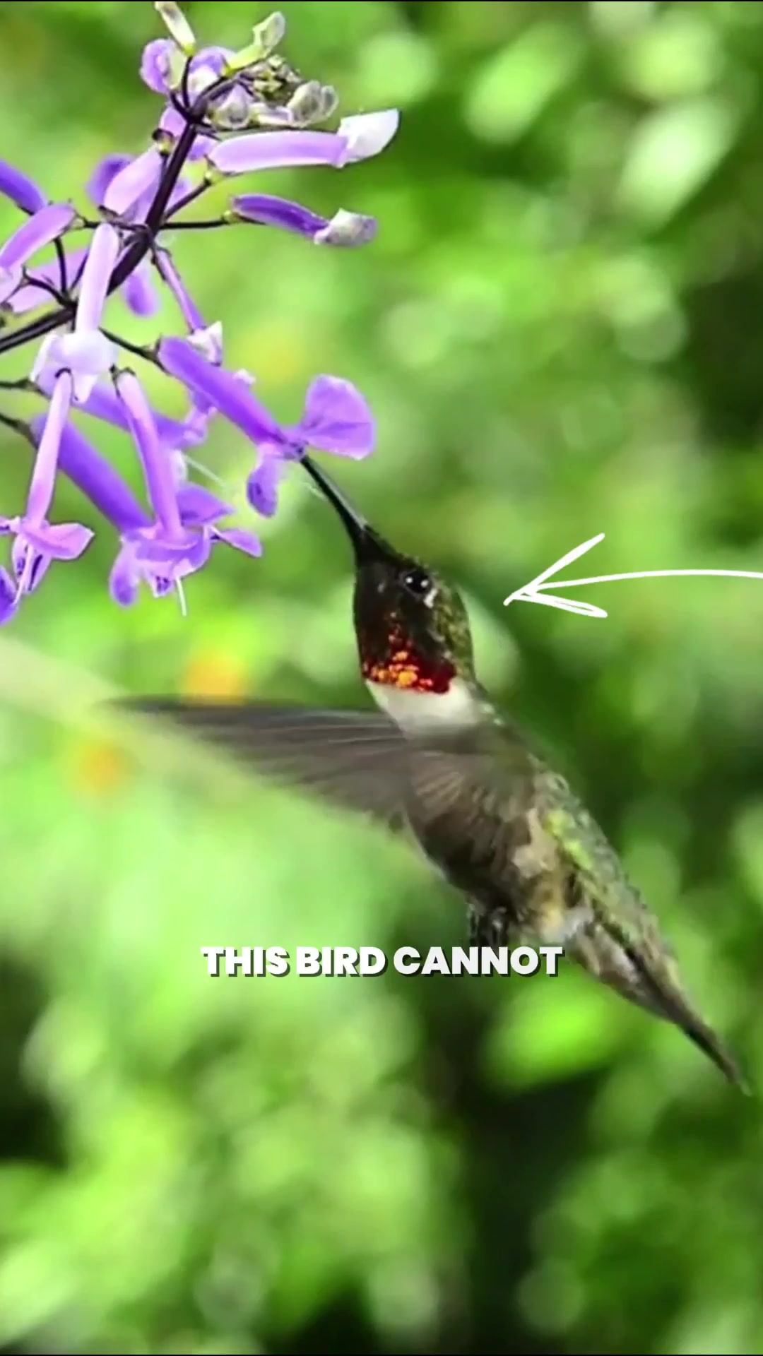 @Bird Lens