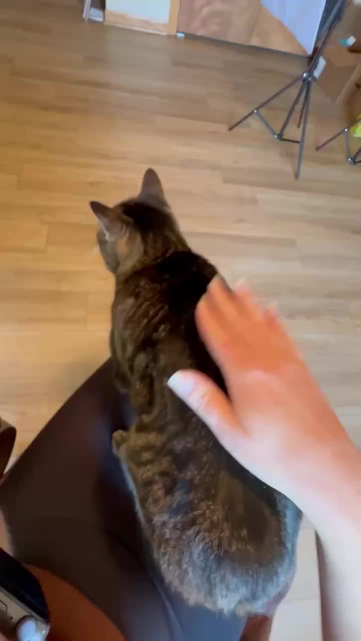 @Chip The Manx