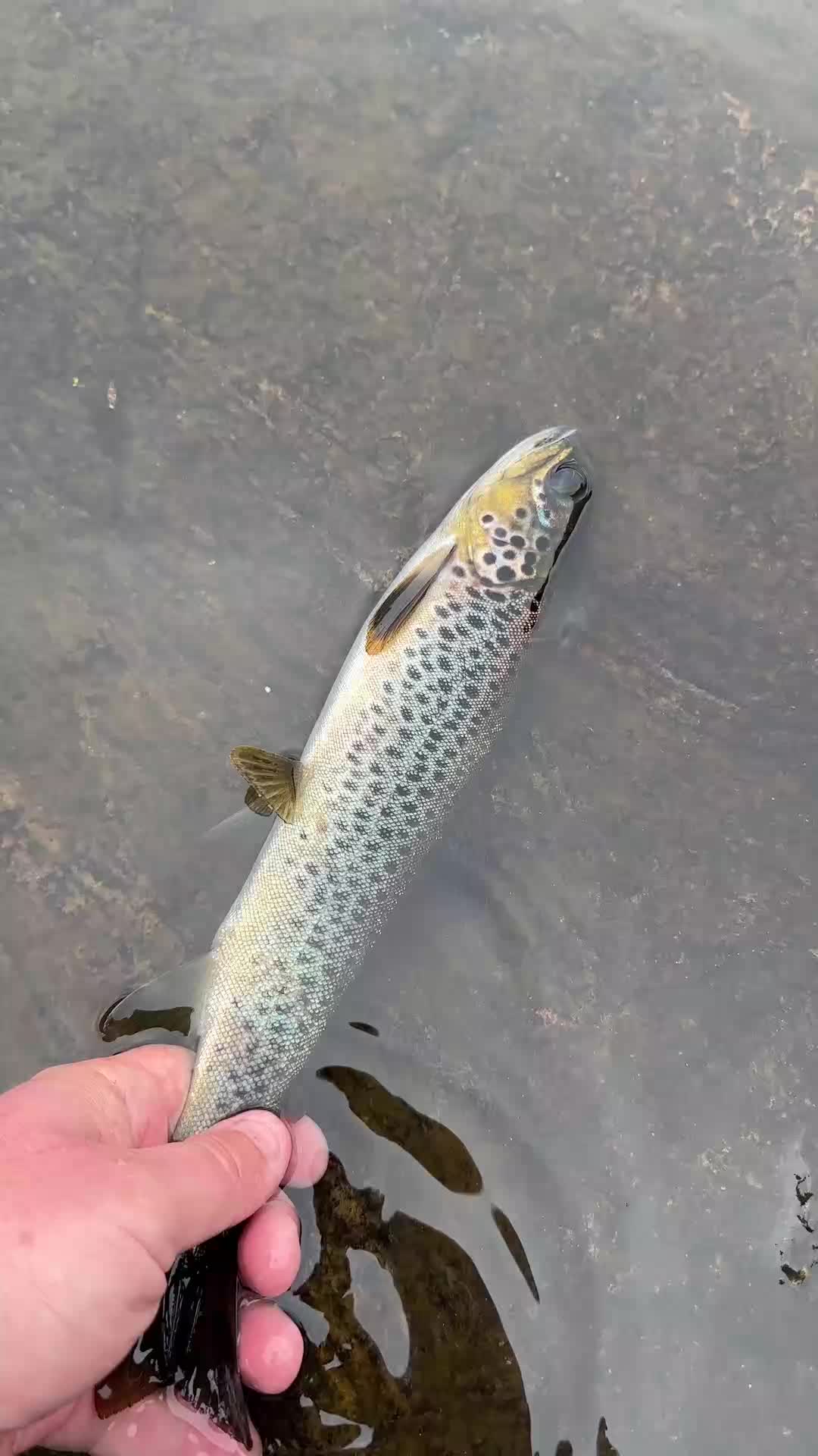 @fishingshaun