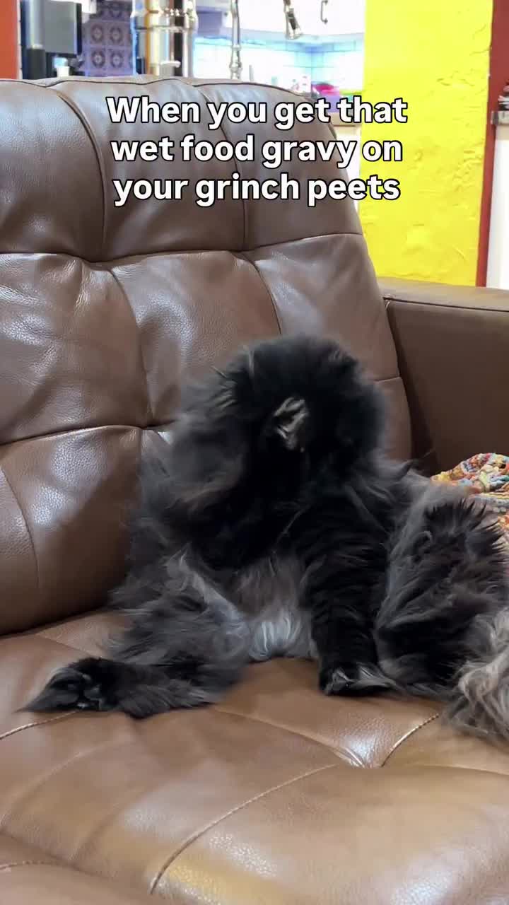 @Seamus the Scottish Fold