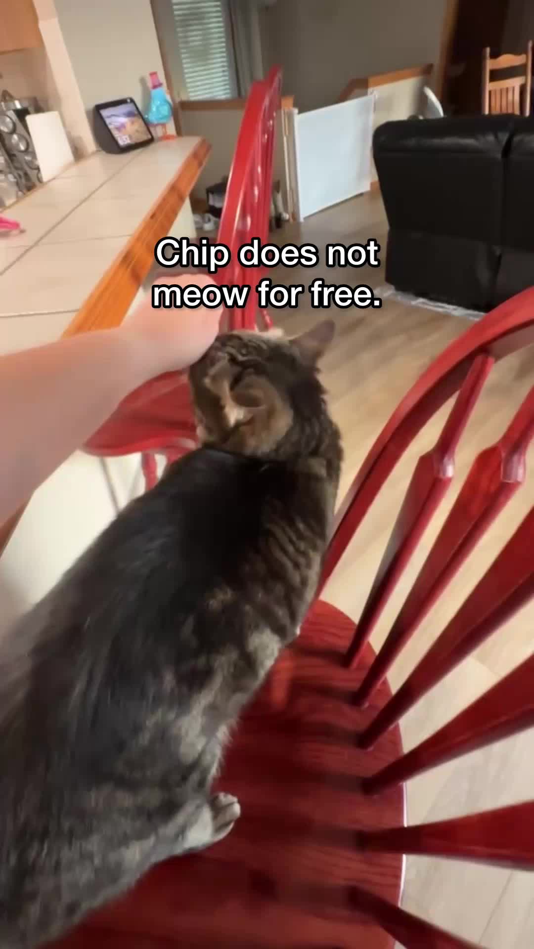 @Chip The Manx