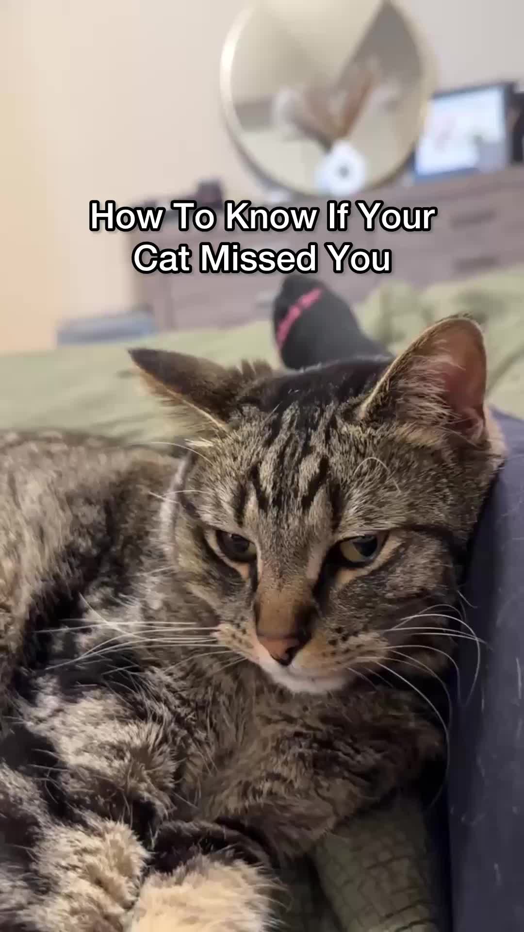 @Chip The Manx