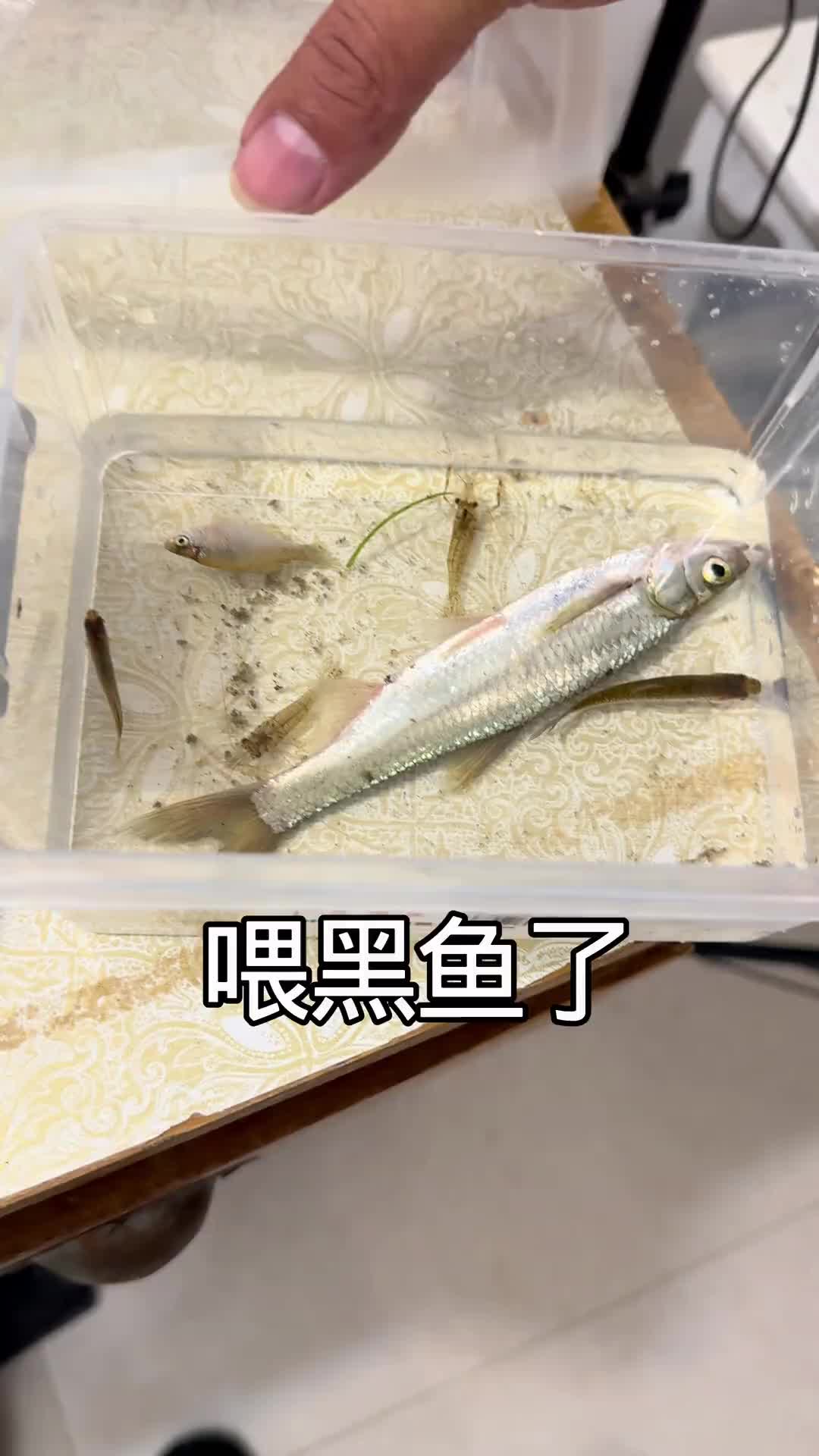 @Monsterfishkeeper