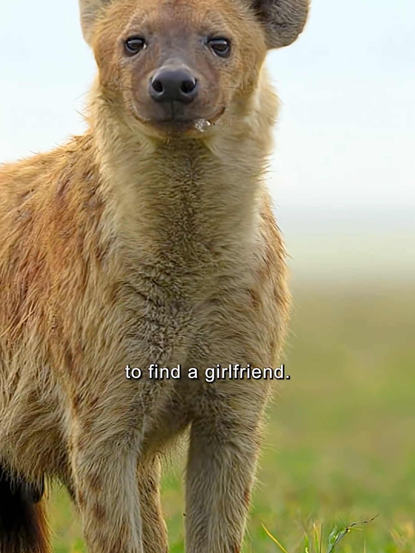 @Animal Life