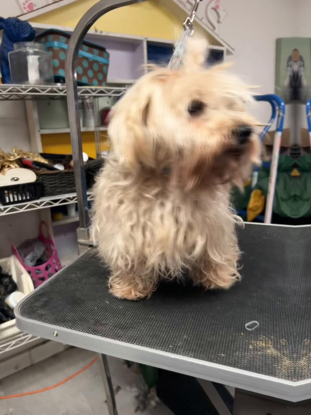 @Doggie Dog World