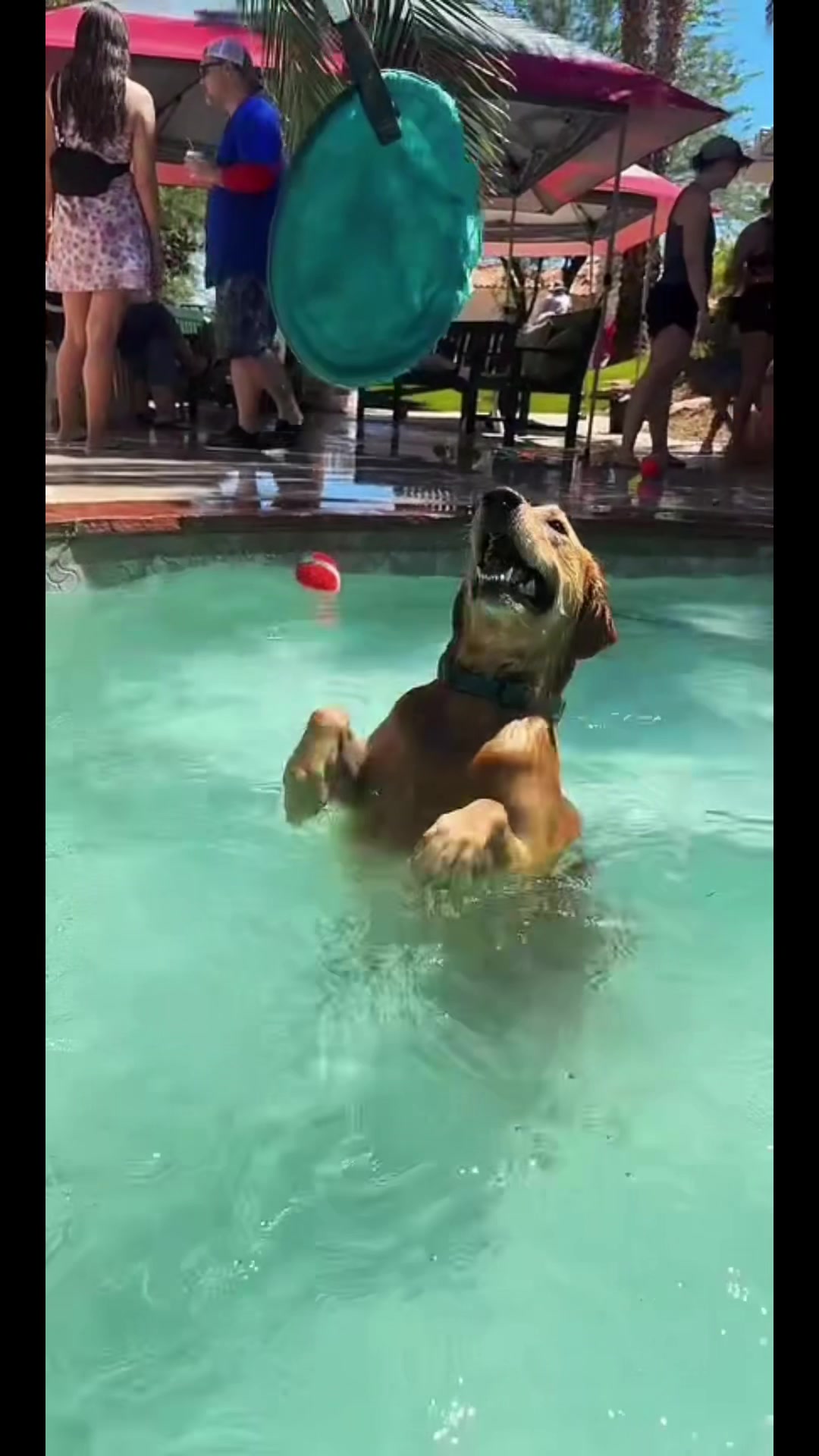 @CrysSTALLION 🎲🦮👣🥜