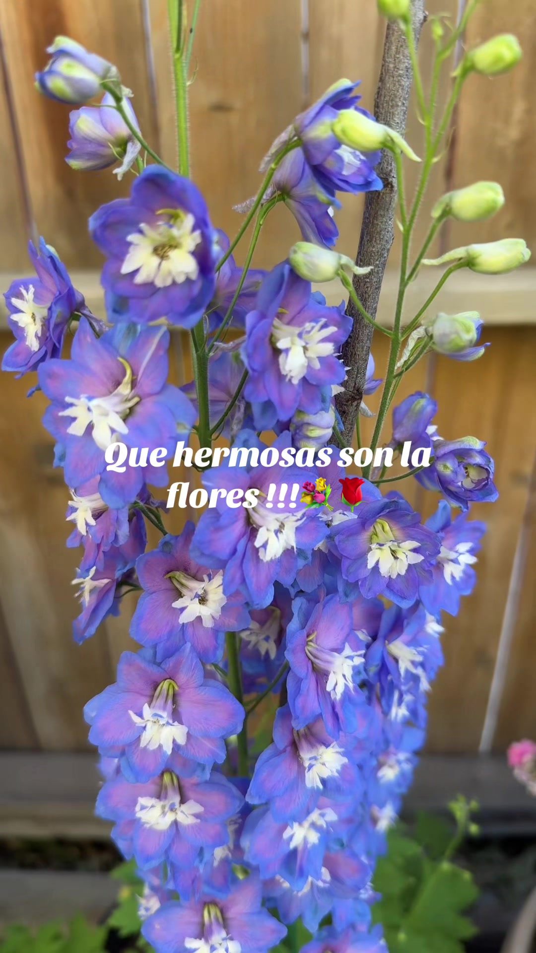 @Laura🌼mamá🌼Michoacana