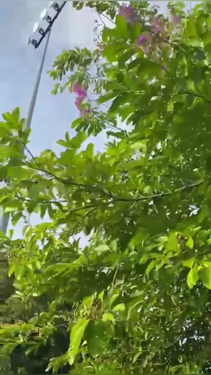 @ladyysue