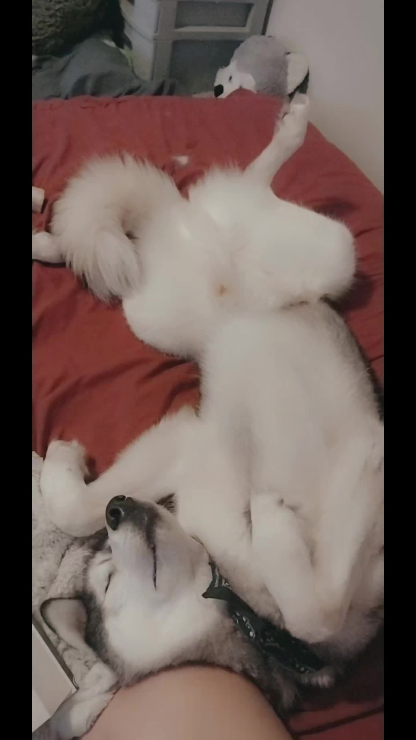 @LittleFoxxie