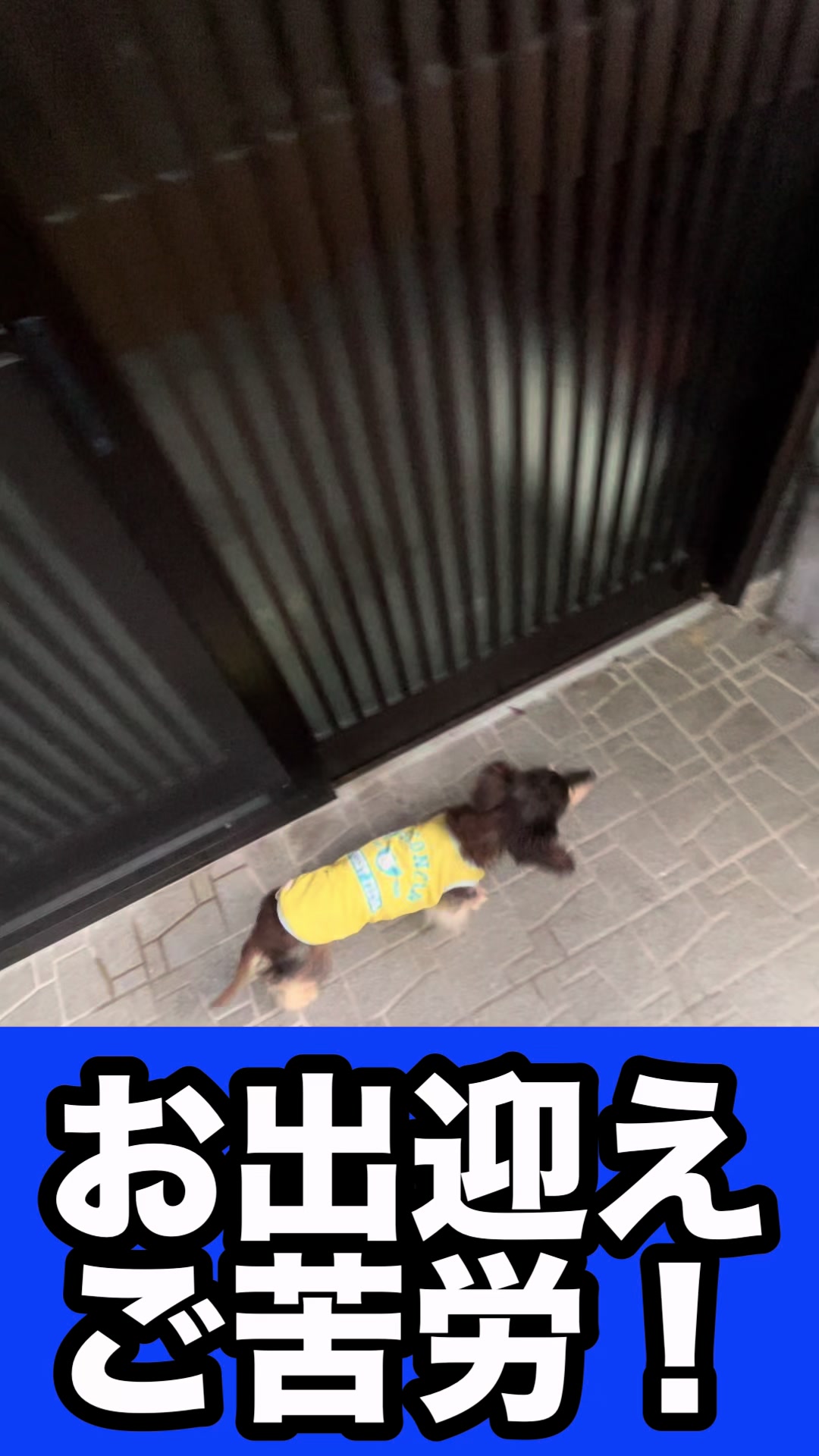 @藤原 政宗 動物好き❤️飛行機好き❤️