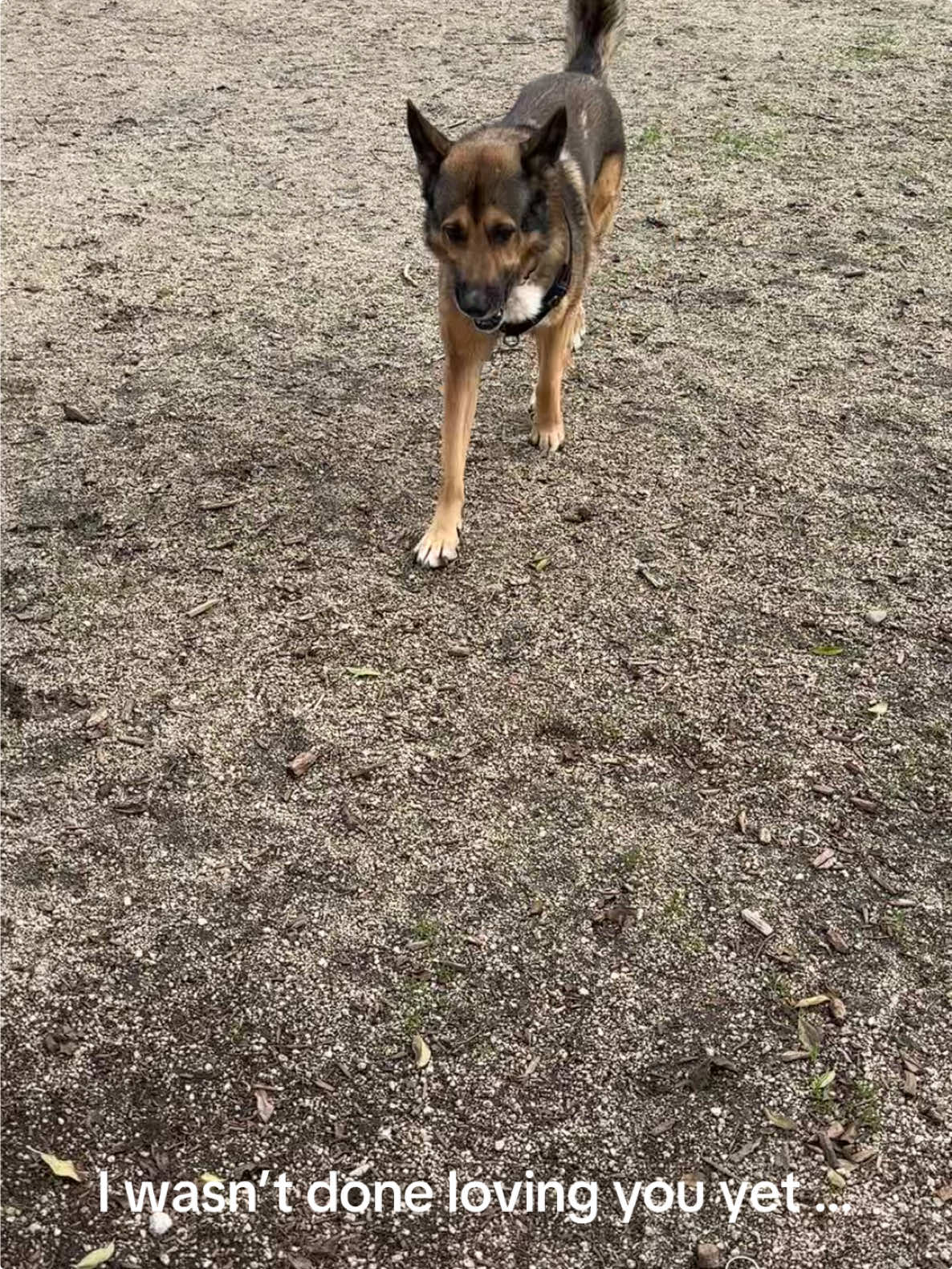 @ʕ&bull;ᴥ&bull;ʔ