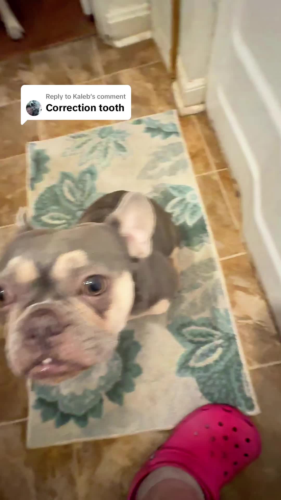 @Two Frenchies and a Staff