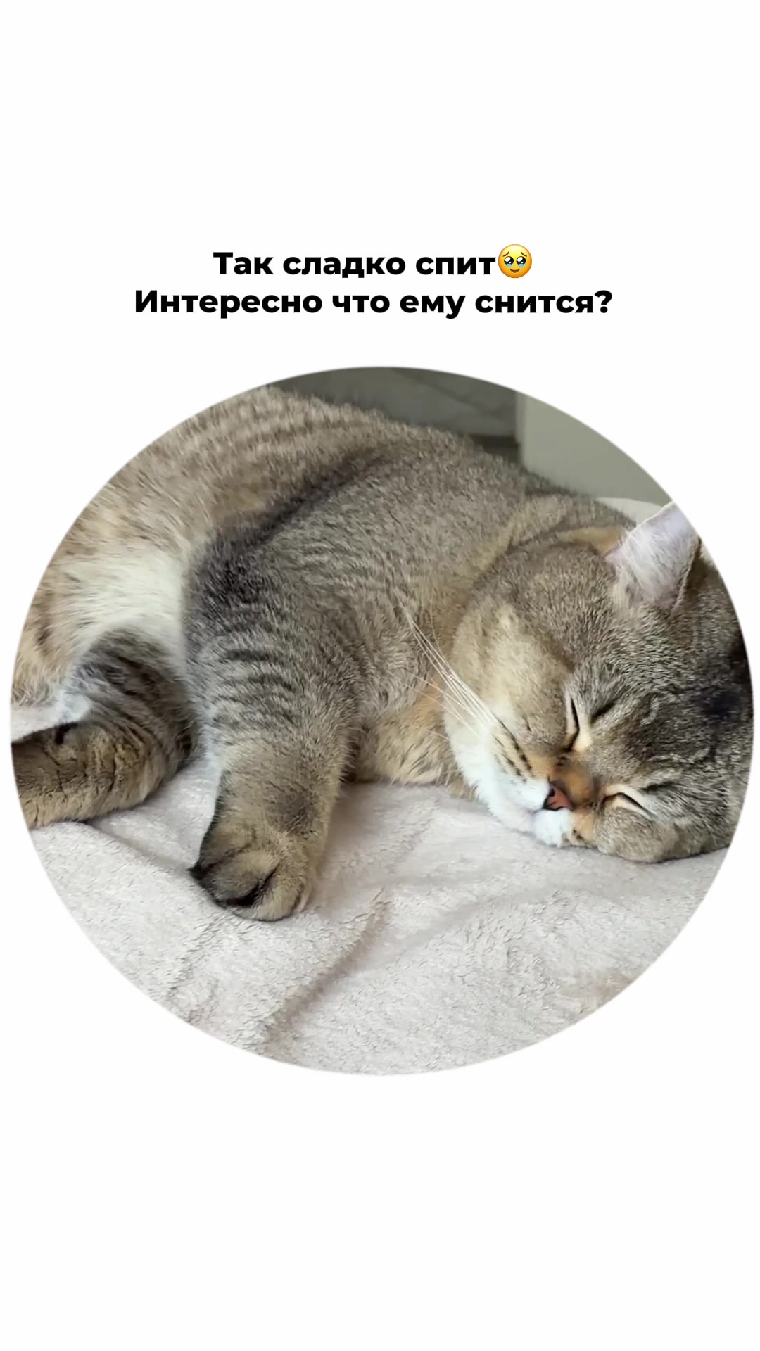 @котопапа