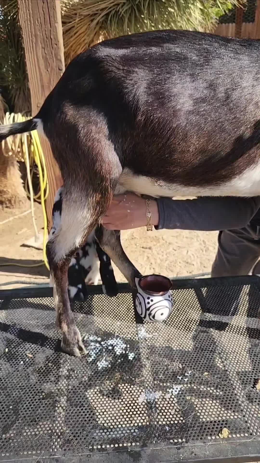 @Nancy | F&N Goat Farm 🐐