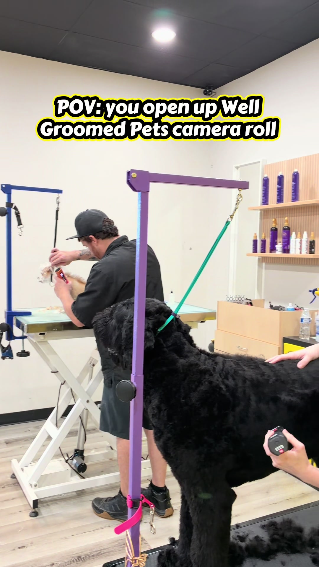 @Well Groomed Queen Creek