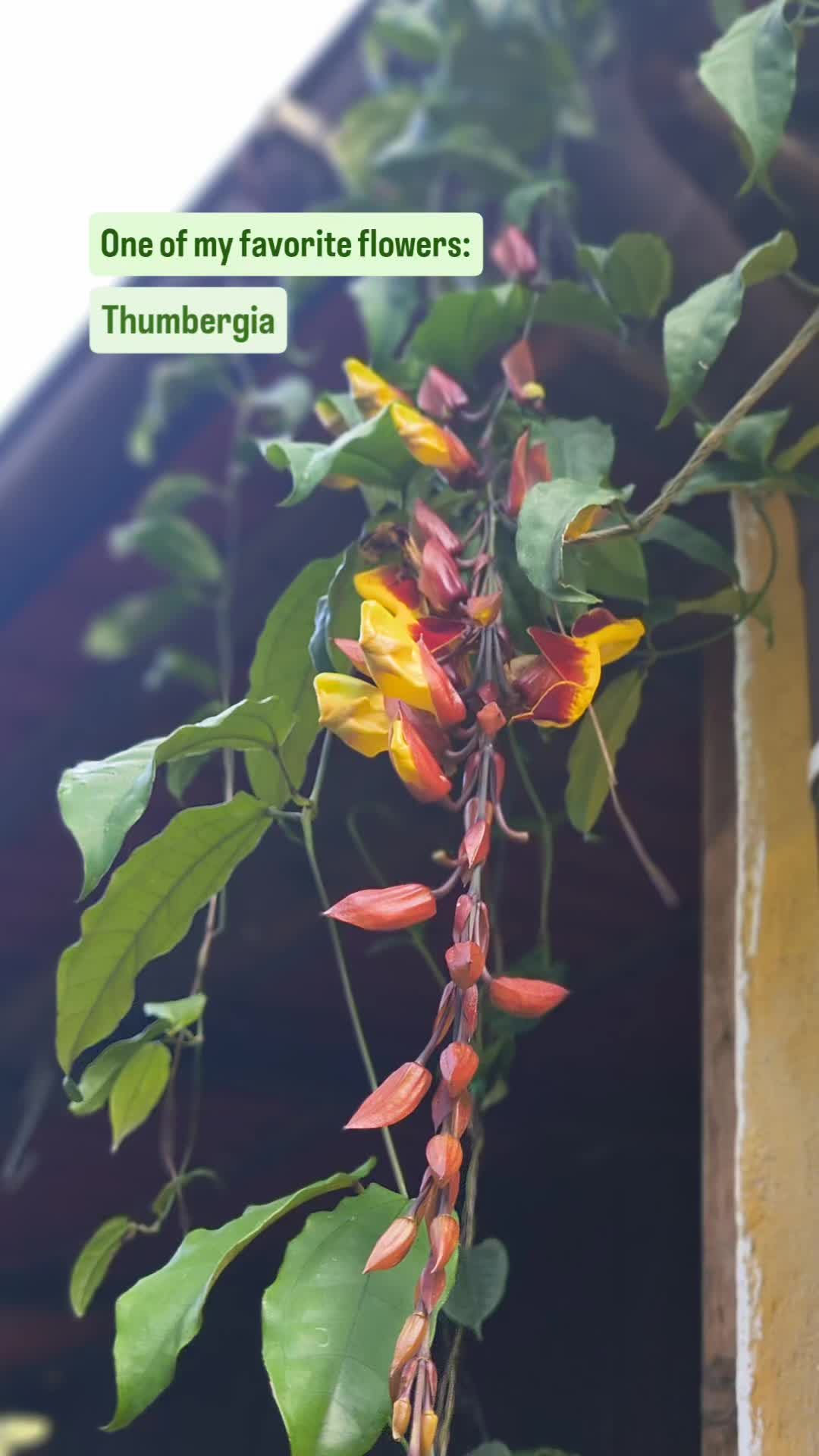 @Talking To My Houseplants