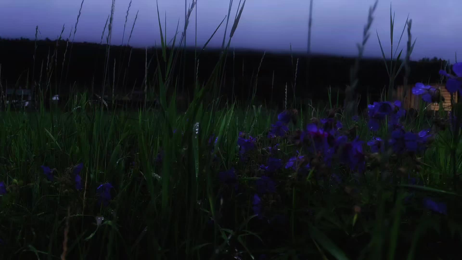 @ᛉSteve_Nybikᛉ