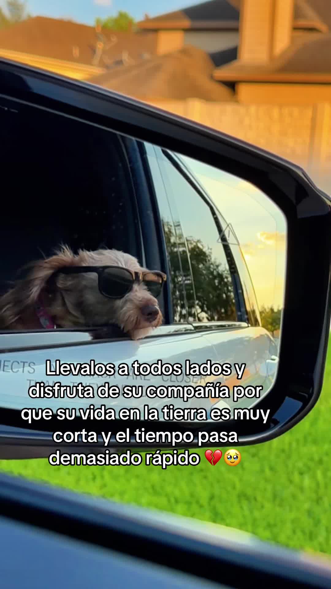 @❤️🐕🦺🐩🦮🐈⬛❤️Pet lover 🥰