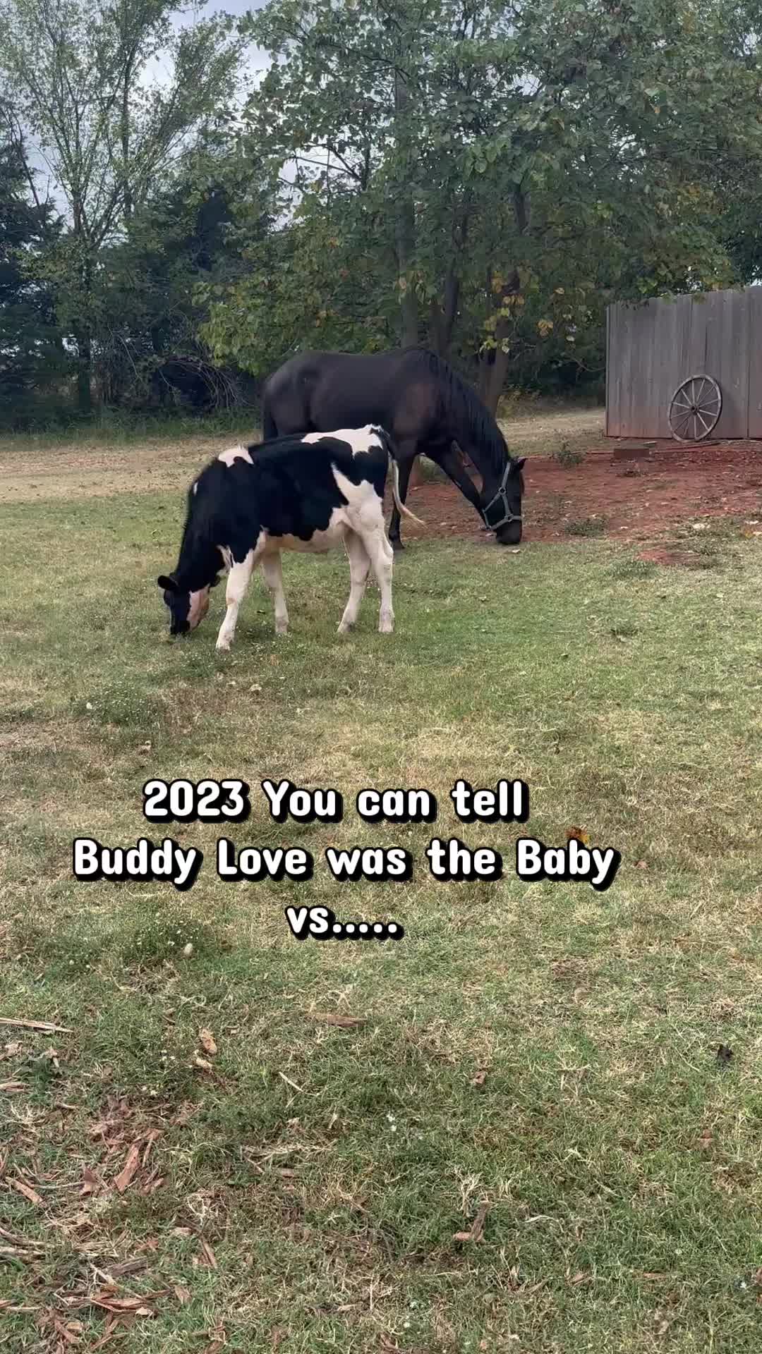 @Billy The Bad Ass Horse