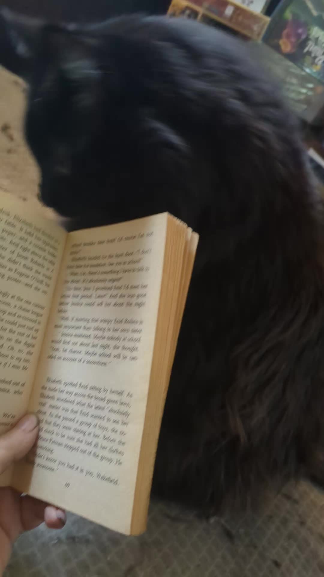 @some cats and their mama