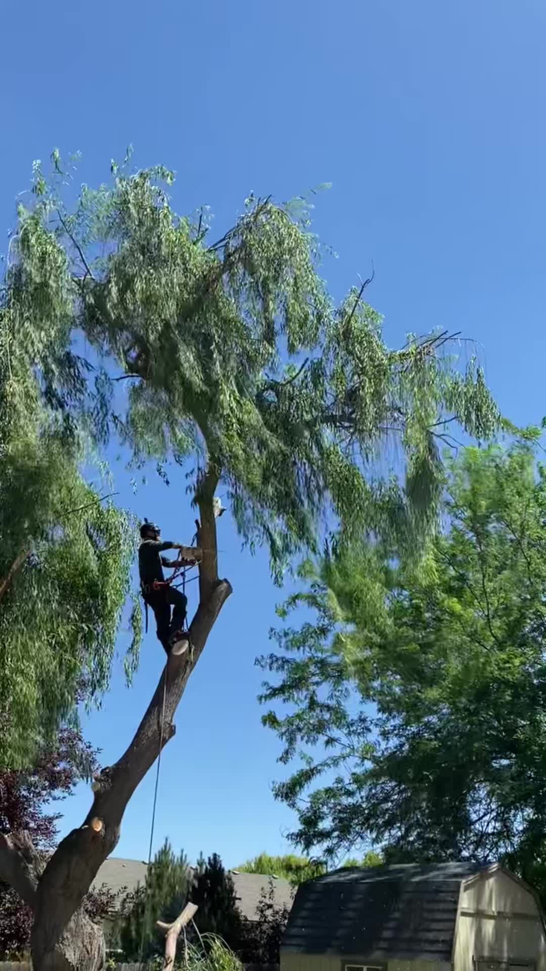 @pricelesstreecarellc