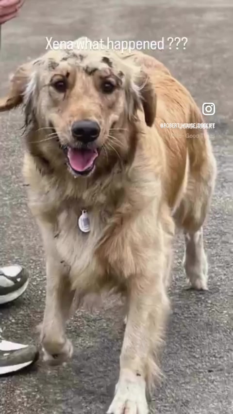 @RobertHouseDoglife