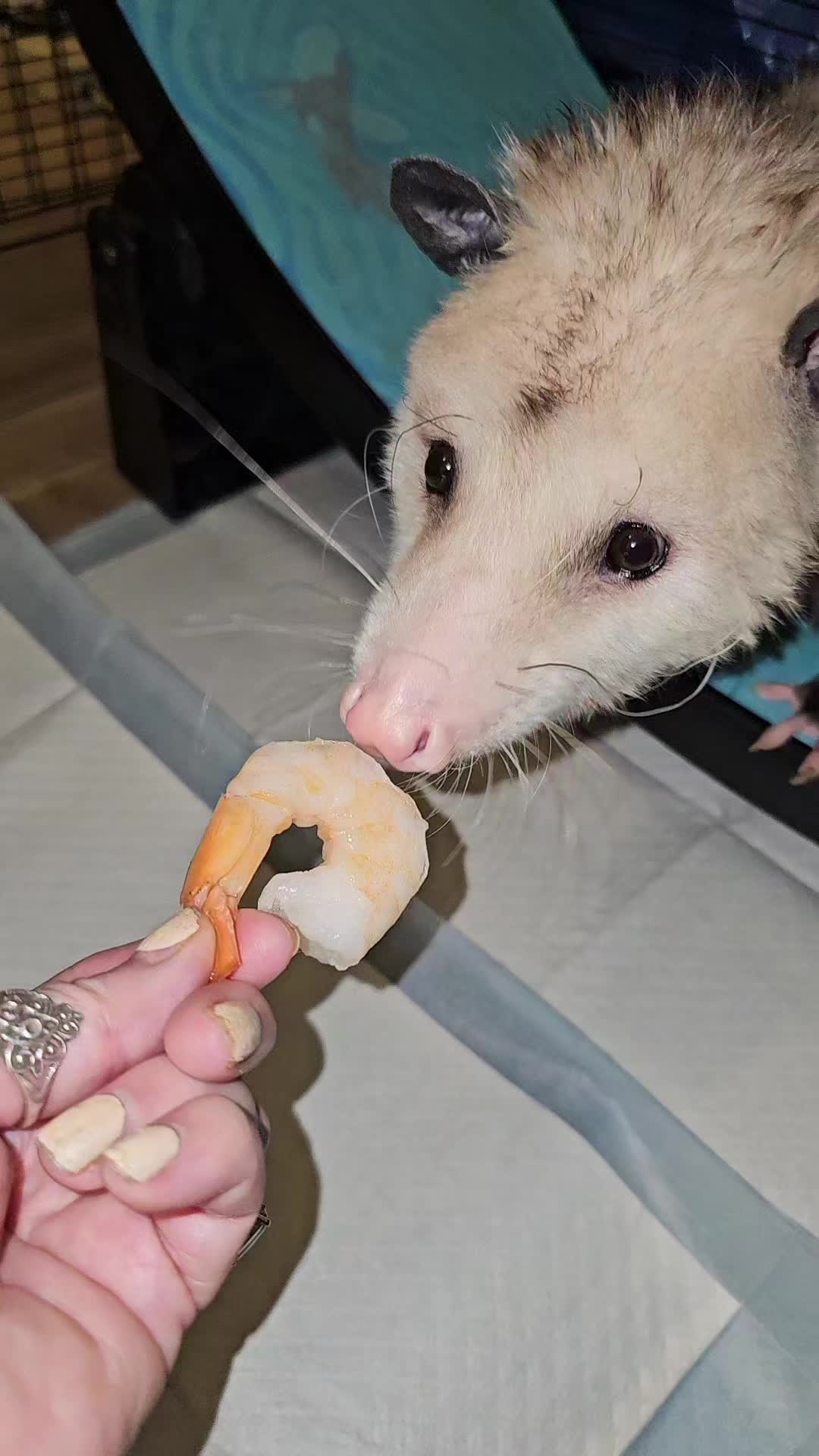 @OPOSSUMDAWGMOM