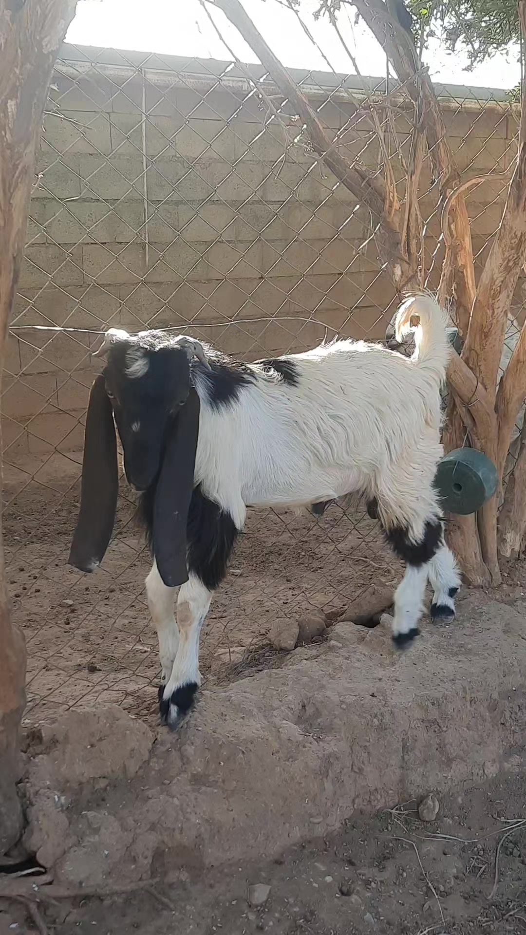 @جیهانی باڵندە نازدارەکان