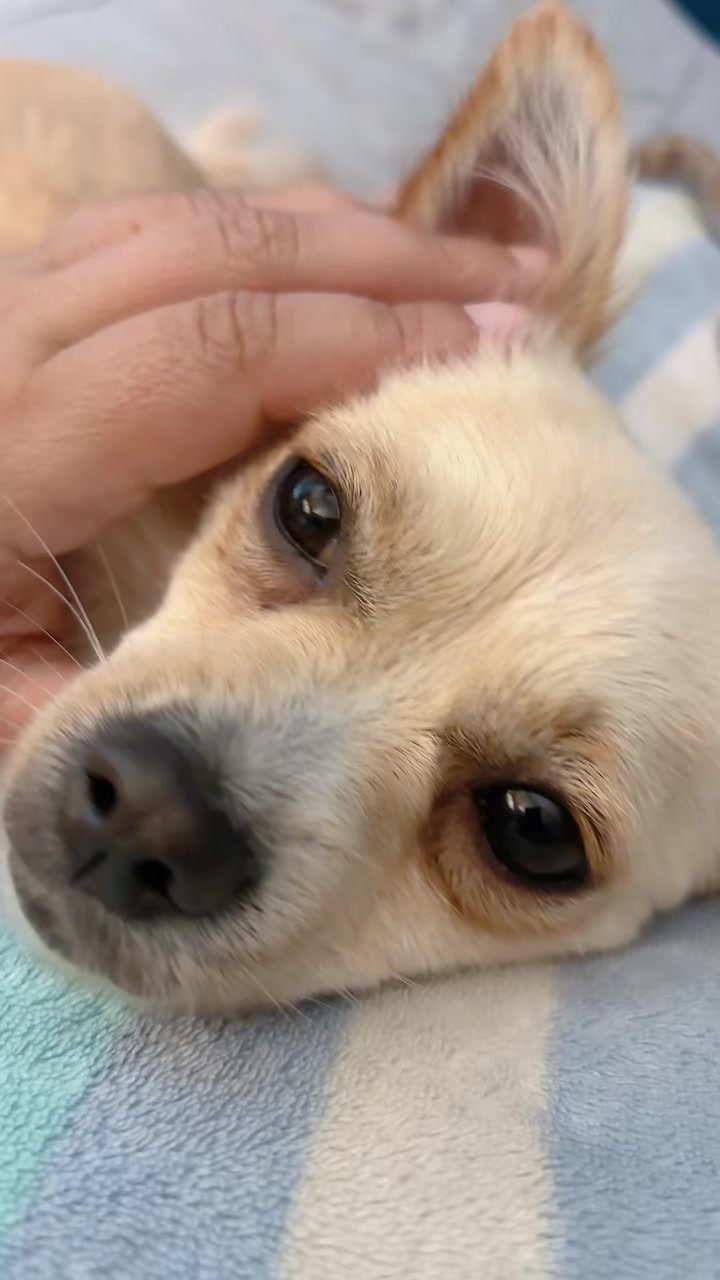 @🐕🐾MayaTheChihuahua🐾🐕