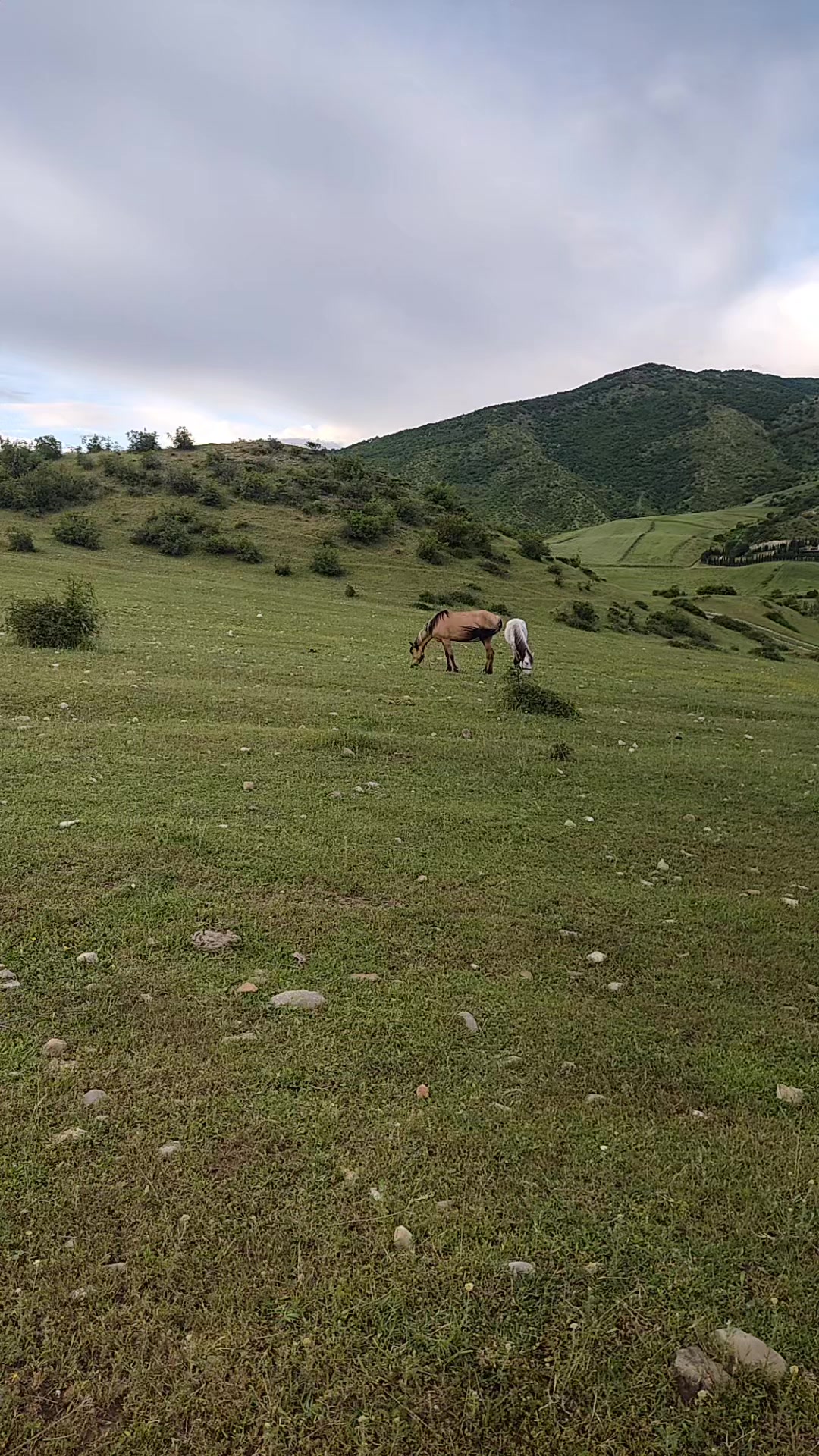@İpək Kəlağayı Qarakolluq