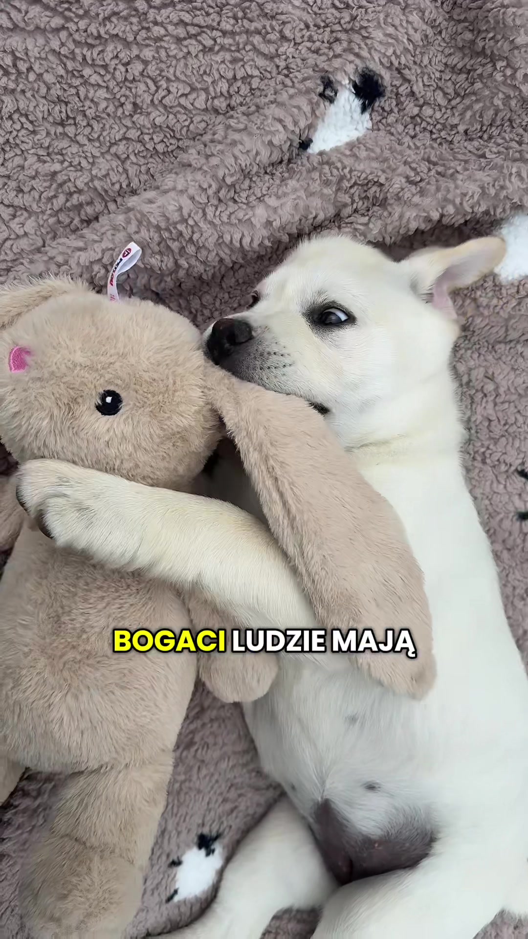 @Moonlife -Labrador Retriever