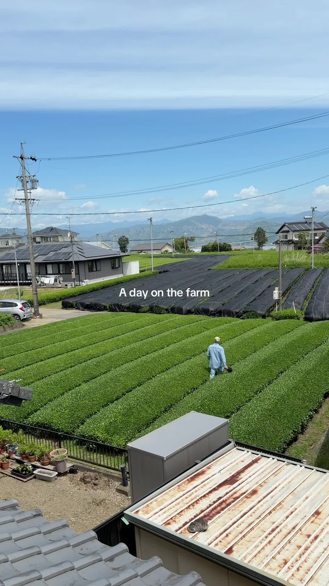 @Nekohama Matcha