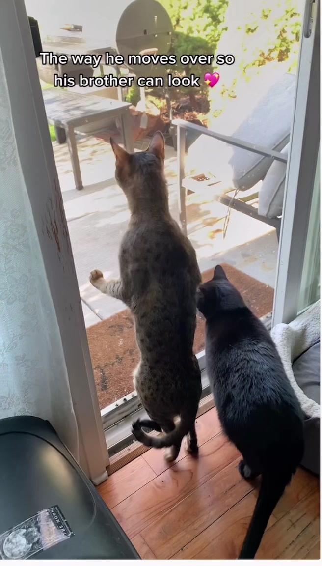 @Atlas the Cat