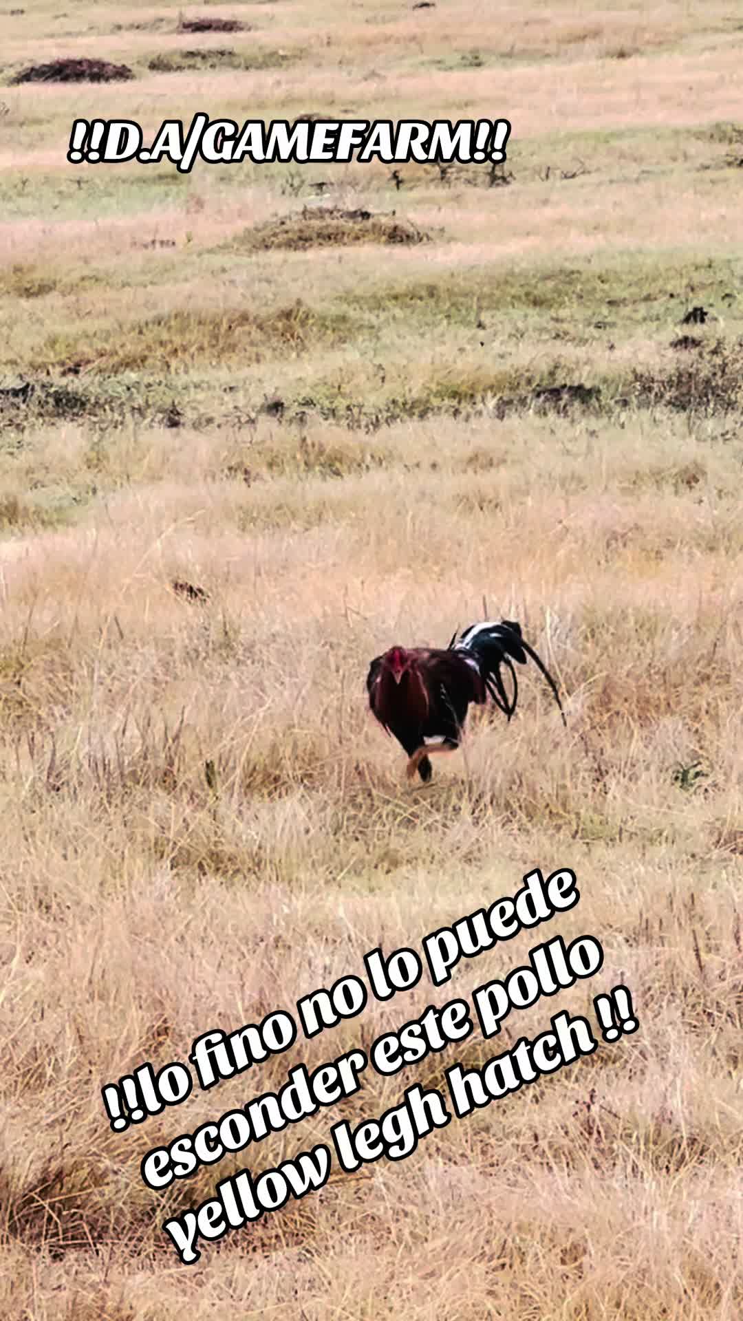@DAgamefarm