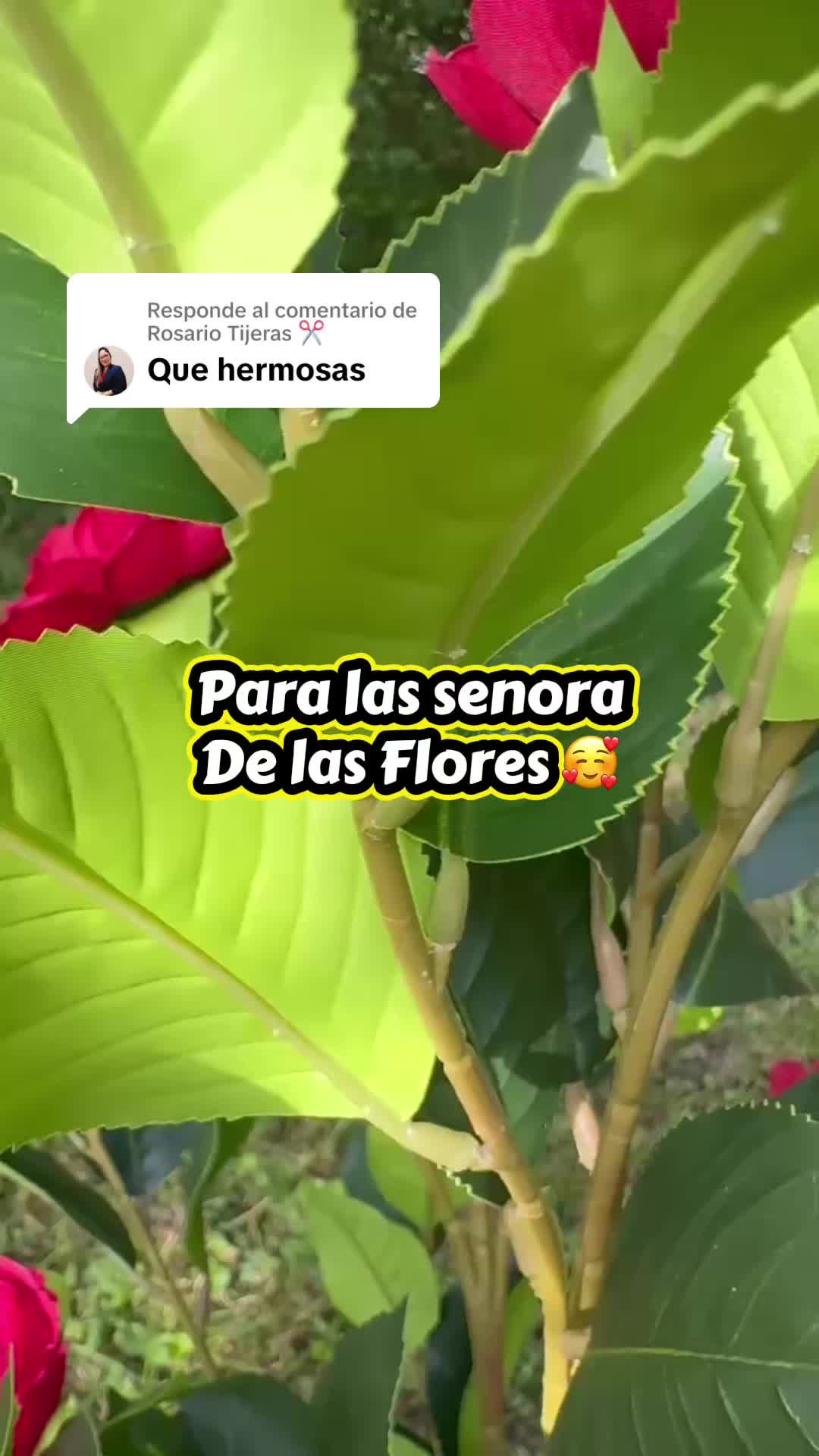 @fransisca