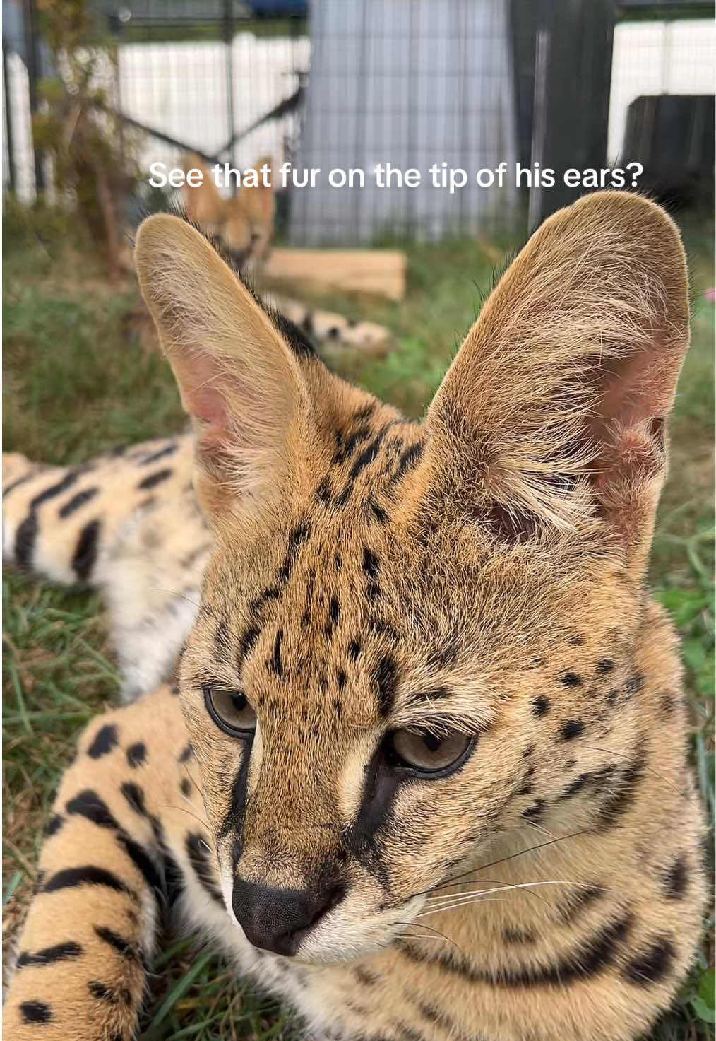 @BAO THE SERVAL