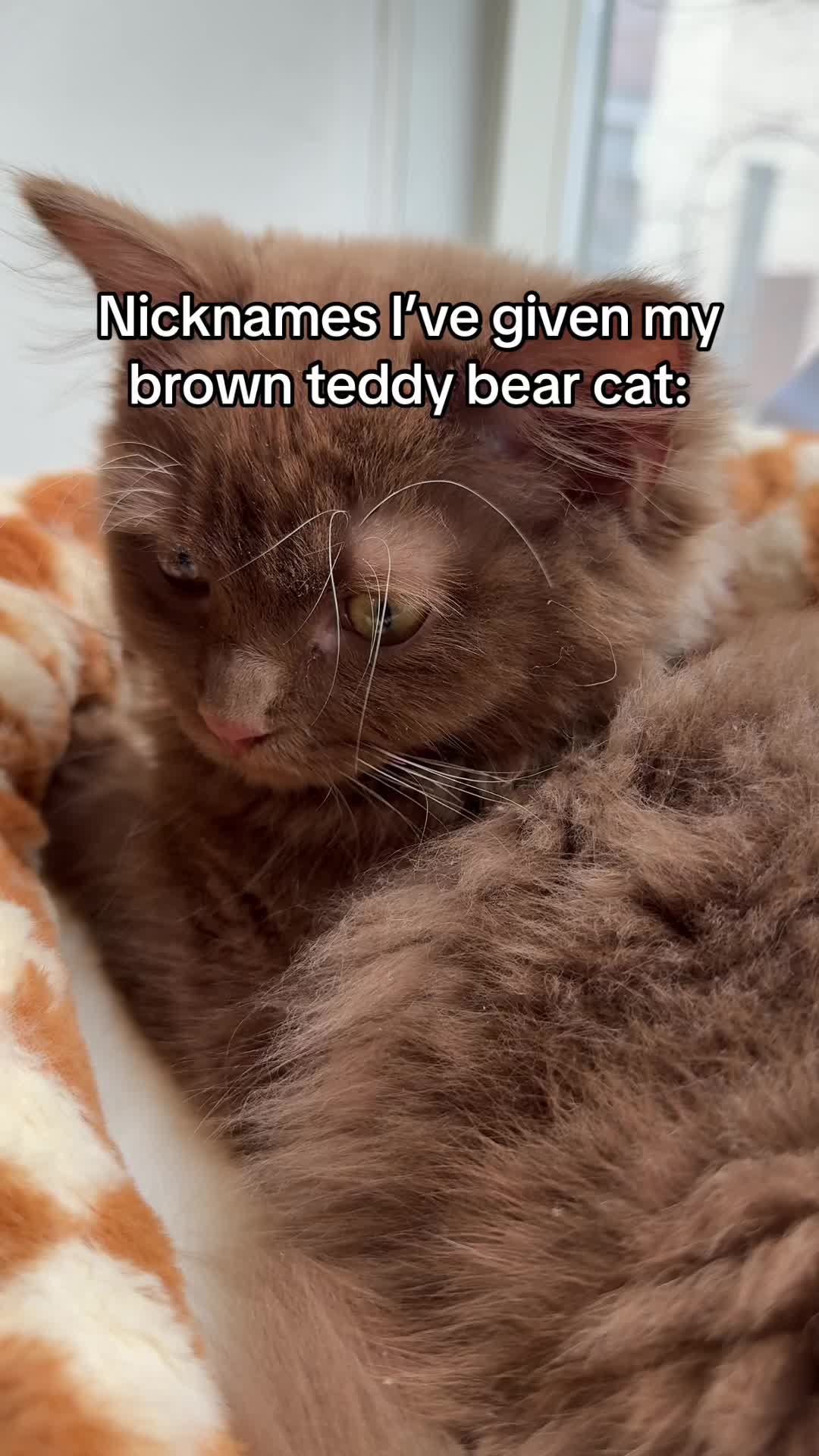 @Churro the Cinnamon Ragdoll 🤎