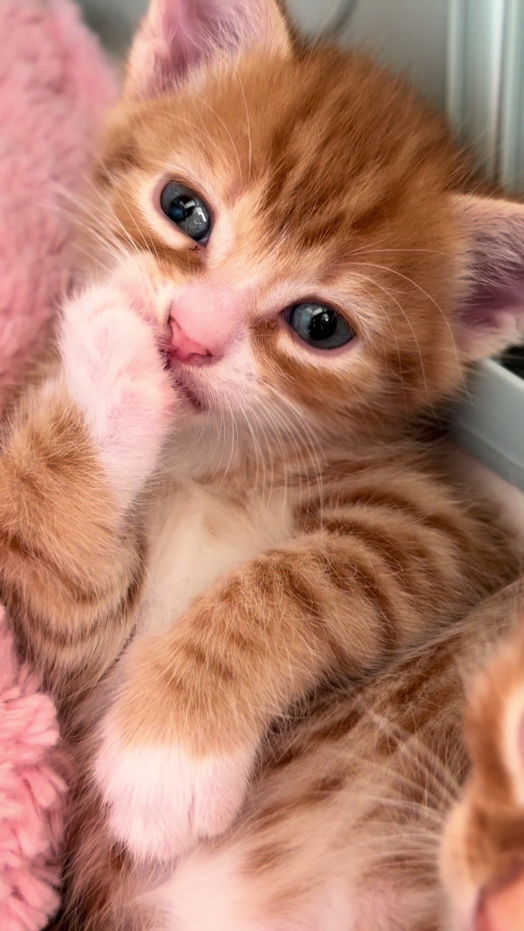 @Gatos todos os dias